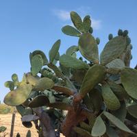 Talea fico d'india