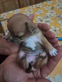 Chihuahua