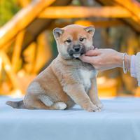 Cucciolo di Shiba