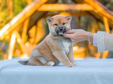 Cucciolo di Shiba