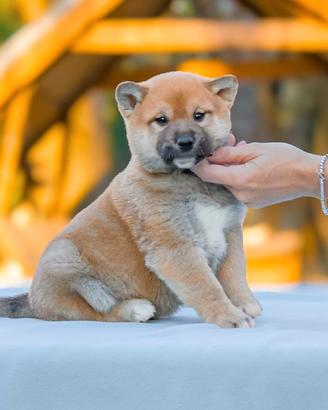 Cucciolo di Shiba