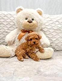 Cuccioli di barbonvini mini toy maschi femmine