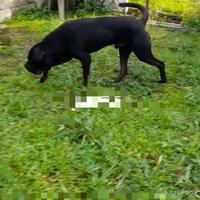 Cuccioli di cani corso