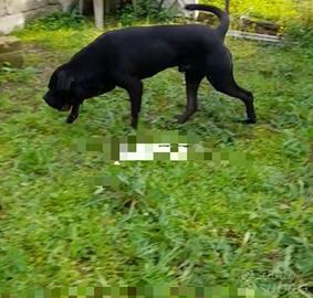 Cuccioli di cani corso