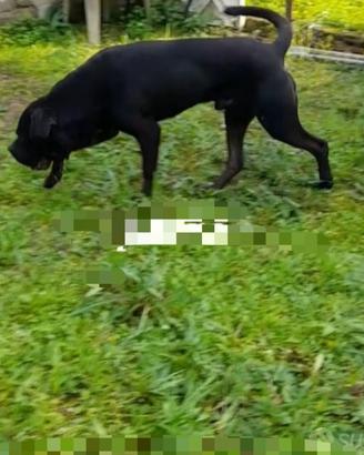 Cuccioli di cani corso