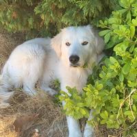 Maschio tipo Pastore Maremmano - contesto rurale