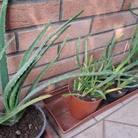 Piante Aloe 
