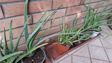Piante Aloe 