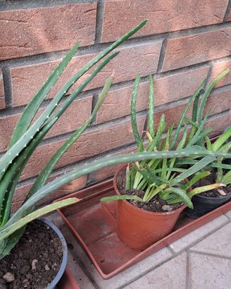 Piante Aloe 