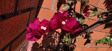 BOUGANVILLE MAGENTA ALTA PIU DI 2 METRI