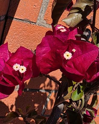 BOUGANVILLE MAGENTA ALTA PIU DI 2 METRI