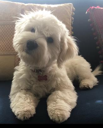 Maltese maschio per accoppiamento