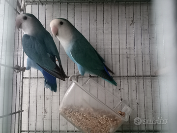 Inseparabili roseicollis