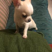 Chihuahua