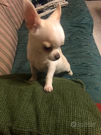 Chihuahua