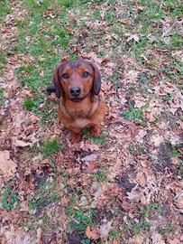 Dachsbracke
