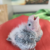 Calopsite giallo perlato