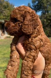 Barboncino Toy RED