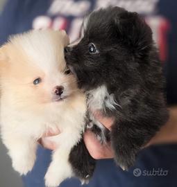 Spitz di Pomerania