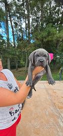 Cane corso