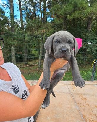 Cane corso