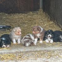 Cuccioli pastore australiano