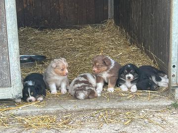 Cuccioli pastore australiano