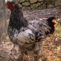 Pollastro Brahma gigante