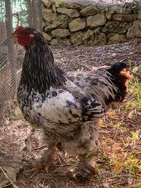 Pollastro Brahma gigante