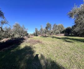 Terreno Residenziale Fonte Nuova