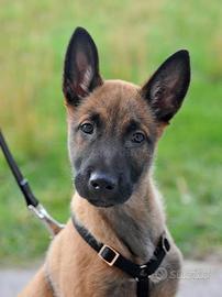 Malinois con pedigree