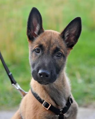 Malinois con pedigree
