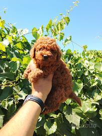 Cucciolo di barboncino Toy Red 