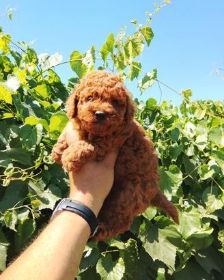 Cucciolo di barboncino Toy Red 