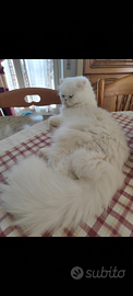 Gatto persiano disponibile x monta