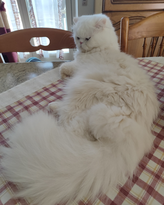 Gatto persiano disponibile x monta