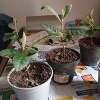 Piantine di nespolo, euro 4 cadauna, ritiro Milano