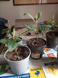 Piantine di nespolo, euro 4 cadauna, ritiro Milano