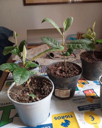 Piantine di nespolo, euro 4 cadauna, ritiro Milano