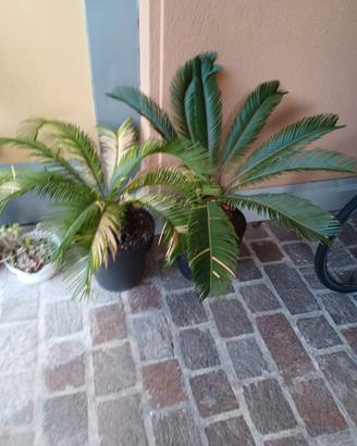 Pianta