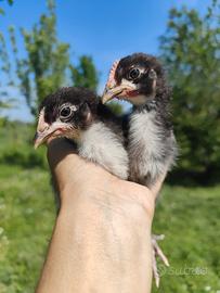 Pulcini Galletti e Galli Marans