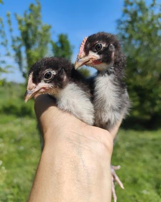 Pulcini Galletti e Galli Marans