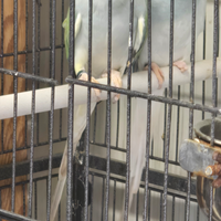 Parrocchetti dal collare cleartail