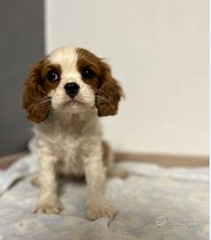 Cavalier king