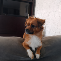 Cagnolina per accoppiamento