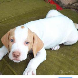 Cuccioli Labrador/amstaff