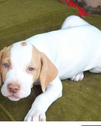 Cuccioli Labrador/amstaff