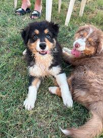 Australian Shepherd/Pastore Australiano cucciola