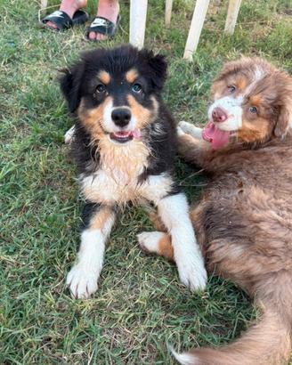Australian Shepherd/Pastore Australiano cucciola