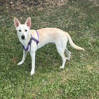 Meticcio di nome Ciccio